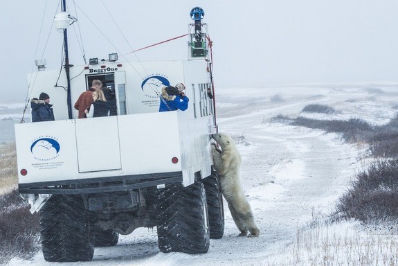 Gấu Bắc cực trên Google Street. Google Street View đã mở rộng hình ảnh cho người xem đến Amazon, Galapagos, và bây giờ ngay cả Bắc cực, quê hương của gấu Bắc cực. Từ bây giờ, mọi người trên thế giới có thể nhìn thấy những con gấu trong môi trường sống tự nhiên của chúng.